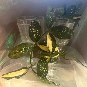 Inspired By: LONGCHAMP Cristal D’Arques Water Glasses